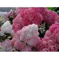 Hydrangea paniculata Vanille Fraise